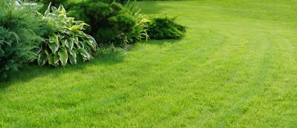 Current image: lawn repair in Edmonton showing soil correction and hydroseeding preparation