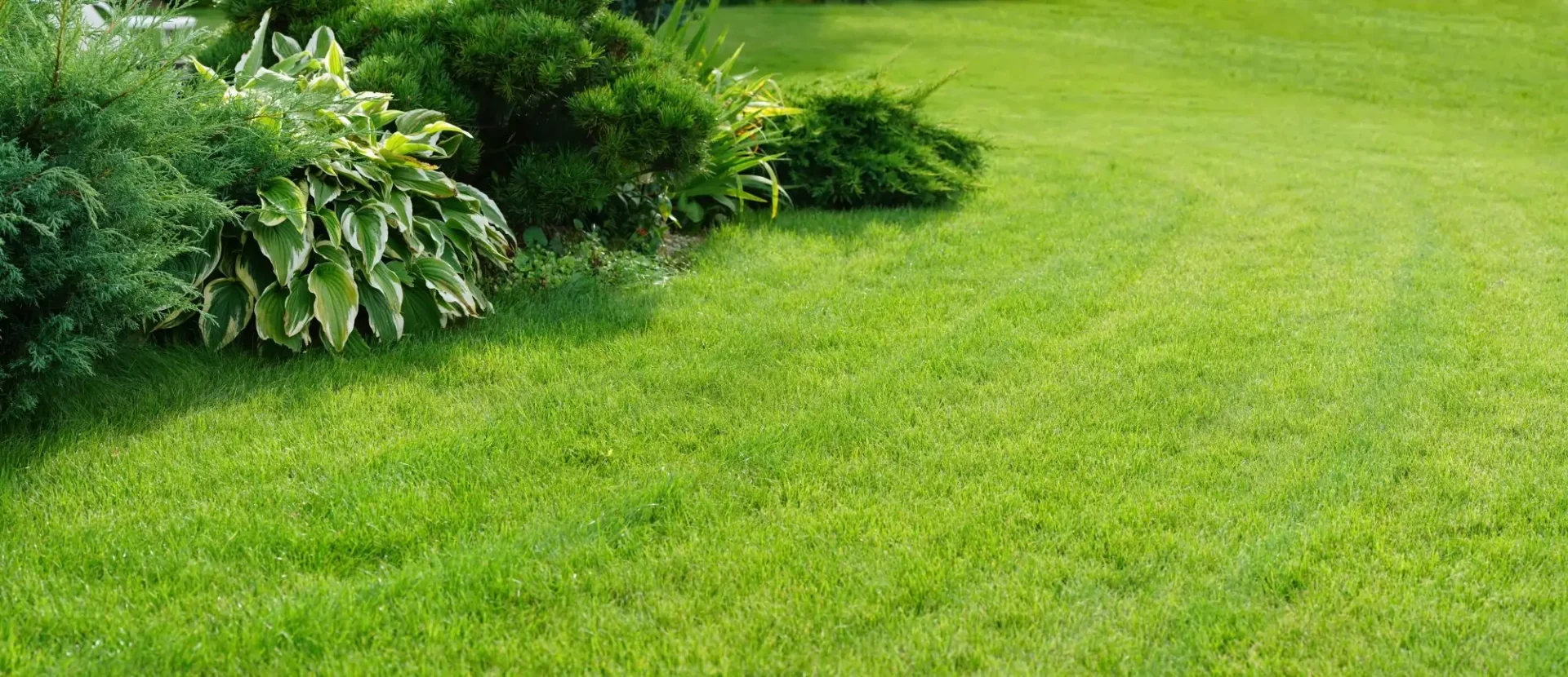 lawn repair in Edmonton showing soil correction and hydroseeding preparation