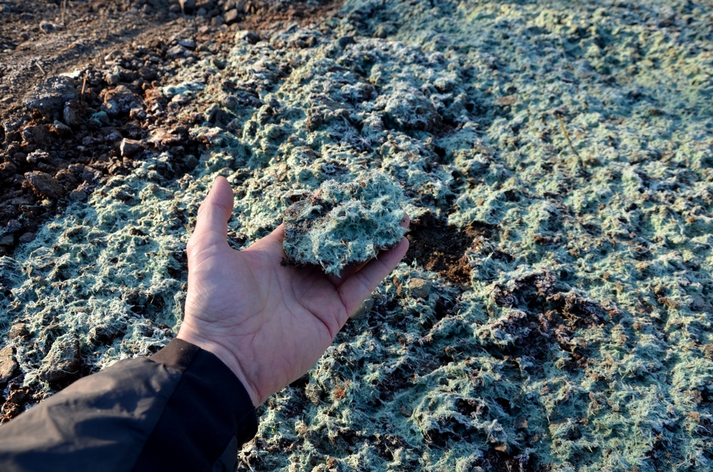Jade Blade holding fresh hydroseeding in grand prairie alberta