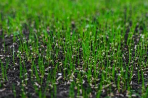 Hydroseeding applied to an existing lawn to repair thin grass and improve turf density