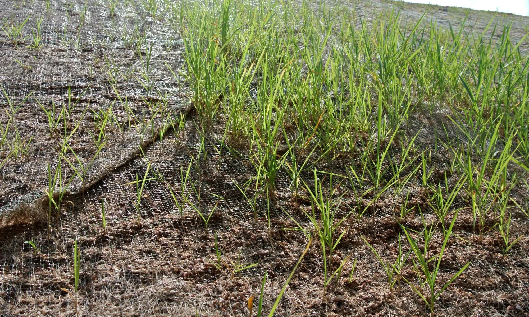 Spring snowmelt runoff causing soil erosion on a sloped property in Alberta.
