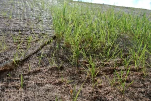 Spring snowmelt runoff causing soil erosion on a sloped property in Alberta.