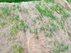 Weeds emerging among new grass after a hydroseeding application